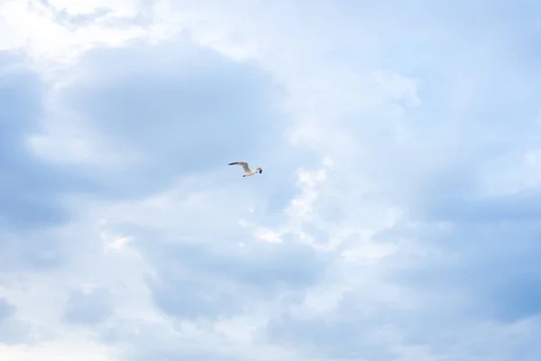 Чайка Літає Над Блакитним Небом — стокове фото