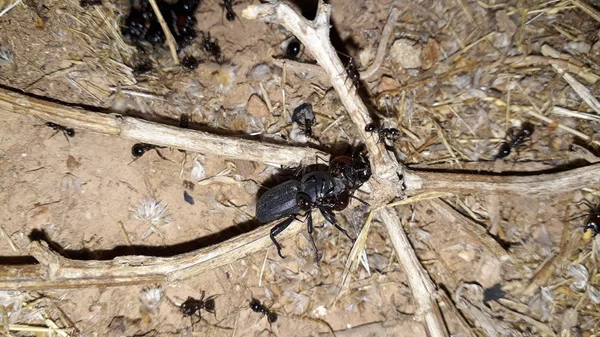 Close Semut Memasuki Sarang Semut Mereka — Stok Foto