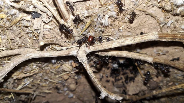 Close Ants Entering Anthill — Stock Photo, Image