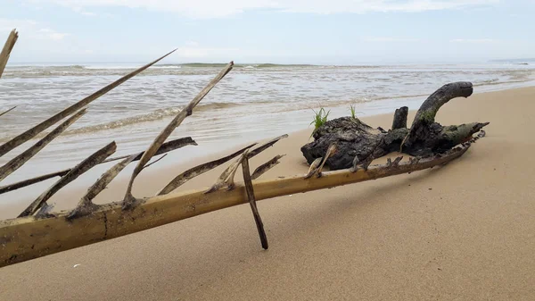 Palmeira Ramos Margem Uma Praia Depois Uma Tempestade — Fotografia de Stock