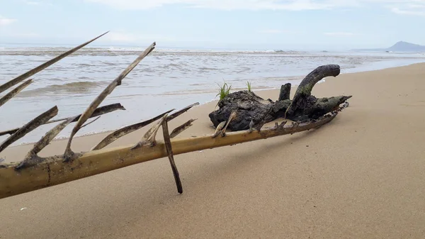 Ветви Пальм Берегу Пляжа После Шторма — стоковое фото