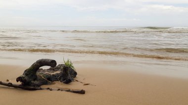 Bir fırtınadan sonra ağaç dalları sahilde bir Beach palm.