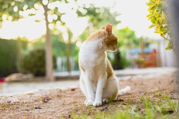Bağımsız ve tembel sokak kedileri.