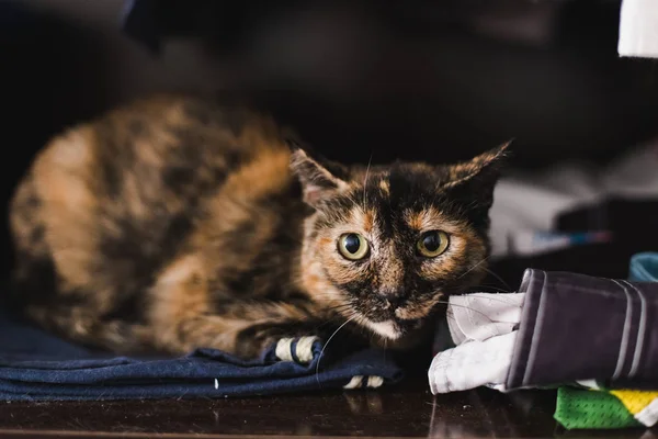 Gatos Tranquilos Para Mascotas Descansando Una Casa Con Fondo Desenfocado — Foto de Stock