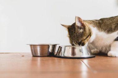 Onun kapısı yere gelen yeme kedi.