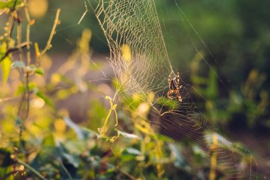 Bir ormandaki bir ışık karşı onun örümcek ağı dokuma örümcek.