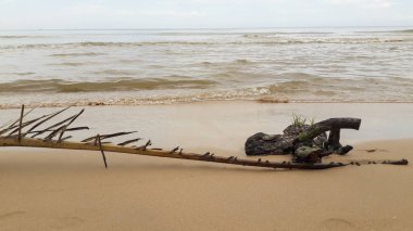 Bir fırtınadan sonra ağaç dalları sahilde bir Beach palm.