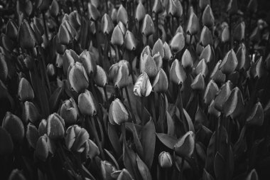 Siyah ve Beyaz Lale çiçekleri.