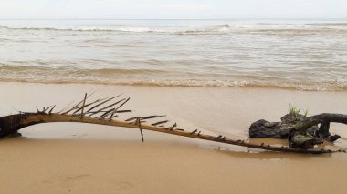 Bir fırtınadan sonra ağaç dalları sahilde bir Beach palm.