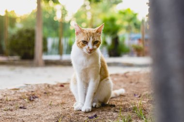 Bağımsız ve tembel sokak kedileri.
