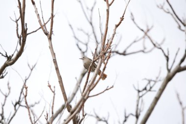 Küçük kuş üzerinde bir ağacın dalları kuru kışın tünemiş..