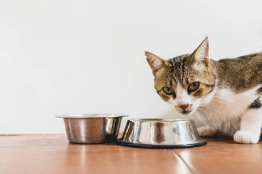 Onun kapısı yere gelen yeme kedi.