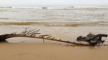Bir fırtınadan sonra ağaç dalları sahilde bir Beach palm.