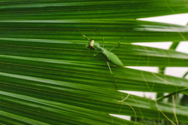 Mantodea Praying Mantis Andando Folha Uma Palmeira — Fotografia de Stock
