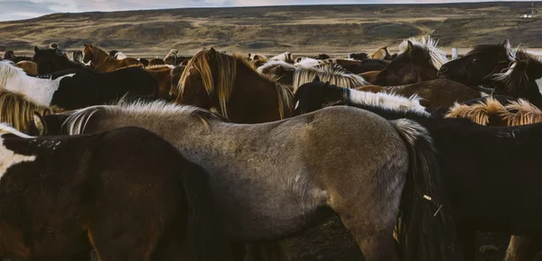 Rahim Birlikte Birçok Zlanda Atların Yelesi — Stok fotoğraf