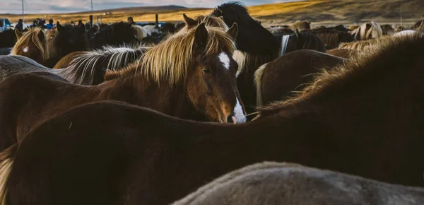 Rahim Birlikte Birçok Zlanda Atların Yelesi — Stok fotoğraf