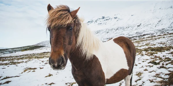 雪の山にアイスランドの競走馬の肖像画は 純血種の動物を保護 — ストック写真