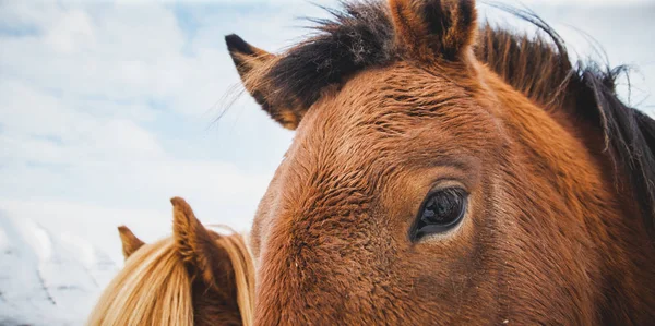 Portréja Egy Havas Hegy Izlandi Lovak Védett Fajtatiszta Állatok — Stock Fotó
