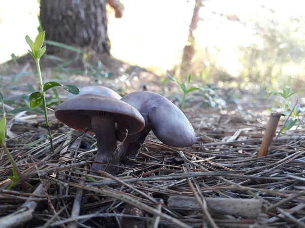 Μανιτάρια Και Της Boletus Αυξάνεται Στην Υγρασία Ενός Δάσους Φθινοπώρου — Φωτογραφία Αρχείου