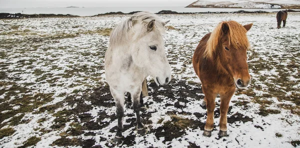 Hästar Isländska Rasen Snöiga Kapsling Miljöaktivister Försöker Bevara Renheten Arten — Stockfoto