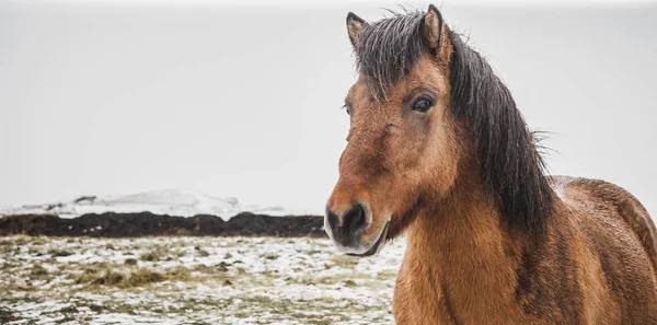 雪に覆われたエンクロージャにアイスランドのレースの馬 環境保護論者が種の純度を維持しようとします — ストック写真