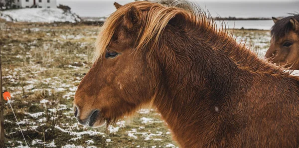 Konie Islandzkie Rasy Obudowie Snowy Ekolodzy Starają Się Zachować Czystość — Zdjęcie stockowe