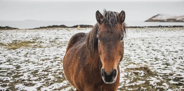 Horses Icelandic Race Snowy Enclosure Environmentalists Try Preserve Purity Species — Stock Photo, Image