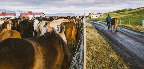 Manada Preciosos Caballos Islandeses Reunidos Una Granja — Foto de Stock