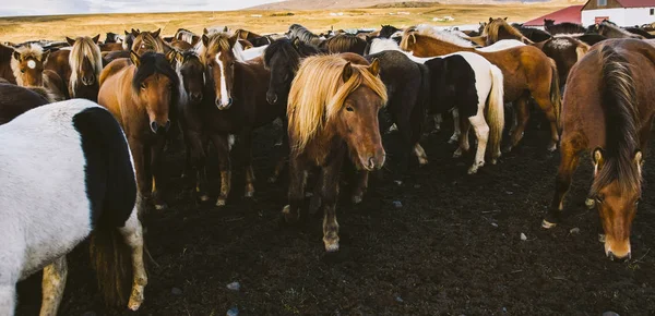 Bir Grupta Toplanan Değerli Zlandalı Atlar Sürüsü — Stok fotoğraf