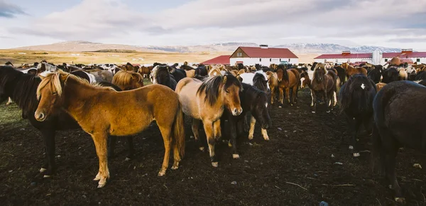 Stado Kucy Islandzkich Cenne Zgromadzone Farmie — Zdjęcie stockowe