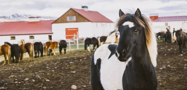 Стадо Дорогоцінні Ісландських Коней Зібралися Фермі — стокове фото