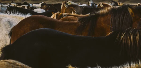 Κοπάδι Των Πολύτιμων Ισλανδικά Άλογα Που Συγκεντρώθηκαν Ένα Αγρόκτημα — Φωτογραφία Αρχείου