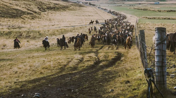 ファームでの会議の方に乗って素敵なアイスランドの馬の群れ — ストック写真