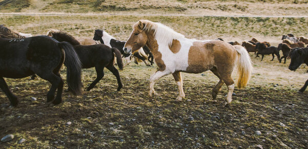 Herd of lovely Icelandic horses riding towards the meeting at the farm