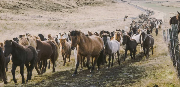 Manada Encantadores Caballos Islandeses Cabalgando Hacia Reunión Granja — Foto de Stock