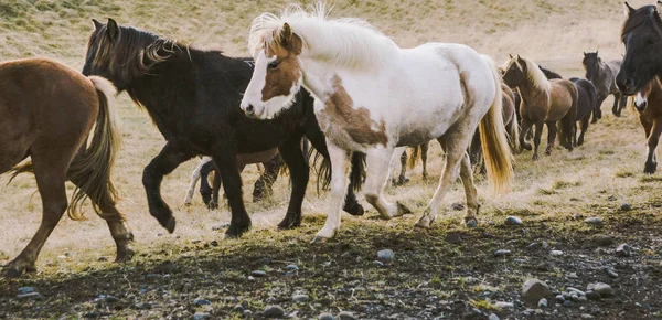 Rebanho Lindos Cavalos Islandeses Que Caminham Direção Reunião Fazenda — Fotografia de Stock