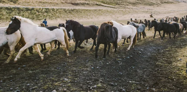 Manada Encantadores Caballos Islandeses Cabalgando Hacia Reunión Granja — Foto de Stock