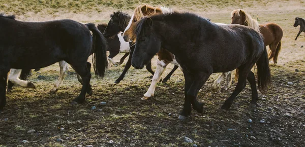Κοπάδι Των Υπέροχο Ισλανδικά Άλογα Ιππασίας Προς Συνάντηση Στο Αγρόκτημα — Φωτογραφία Αρχείου
