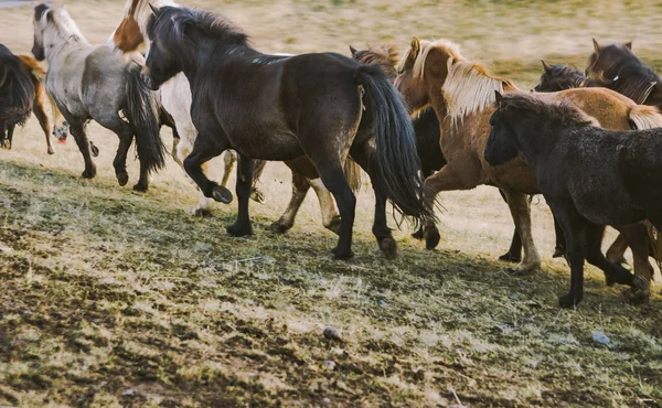 Güzel Zlanda Çiftliği Toplantıda Doğru Sürme Sürüsü — Stok fotoğraf