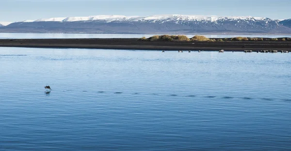 北ヨーロッパの雪を頂いた山々 と静かな湖の低を飛んでいる鳥の群れ — ストック写真