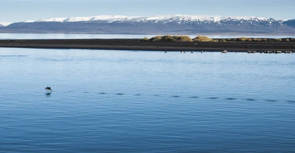 Stormo Uccelli Che Volano Bassi Lago Calmo Con Montagne Innevate — Foto Stock