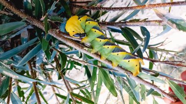Acherontia atropos, İspanyolca Valencia Albufera içinde ağaç dalları üzerinde ölüm'ün baş hawkmoth.