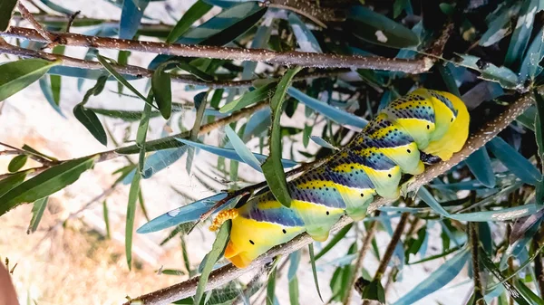 Acherontia Atropos Falena Testa Morte Sui Rami Albero Nell Albufera — Foto Stock