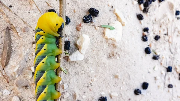 Bruco Acherontia Atropos Falena Testa Morte Trovato Sulla Costa Mediterranea — Foto Stock