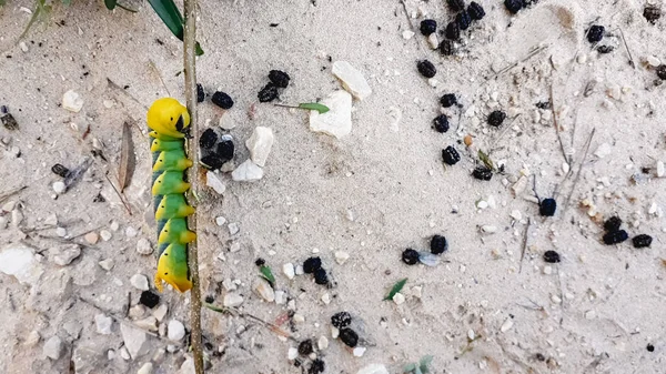 Ulat Acherontia Atropos Ngengat Kepala Kematian Ditemukan Pantai Mediterania Pohon — Stok Foto