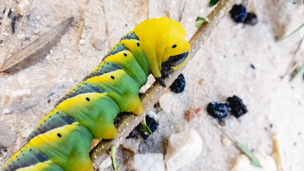 Bruco Acherontia Atropos Falena Testa Morte Trovato Sulla Costa Mediterranea — Foto Stock