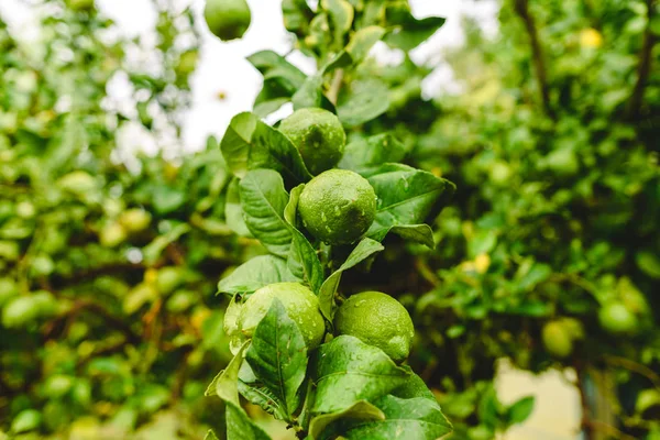 Gröna Citroner Hängande Från Citronträd Regnig Dag — Stockfoto