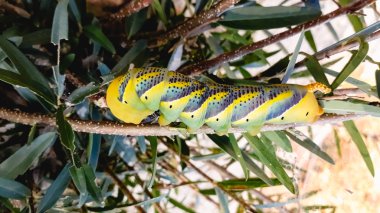 Acherontia atropos, İspanyolca Valencia Albufera içinde ağaç dalları üzerinde ölüm'ün baş hawkmoth.
