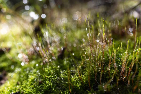 Yağmur damlaları yeşil yosun, huzur ve rahatlama hissi.