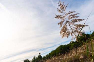 Su dolu bir göl yanındaki bir yüzen tahta kaldırım içinde doğal park Albufera de Valencia, İspanya dan çıkıntılı Reed tohumları.
